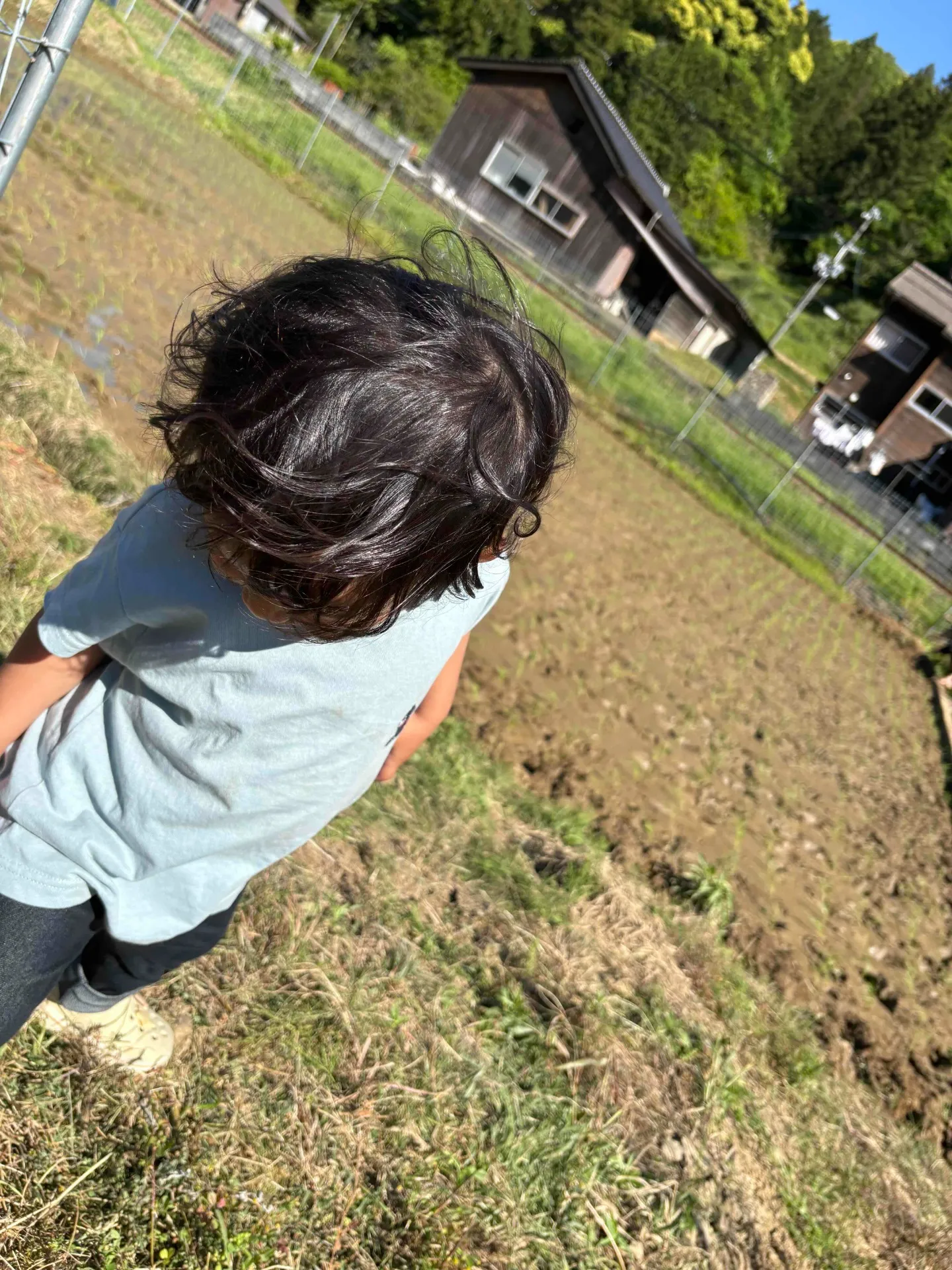 田植えの時期